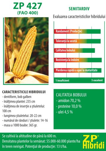 Samanta porumb ZP 427